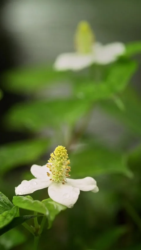 White Fish Mint Flower with Dew Drops and Flowing Water Background Stock Footage 340962210