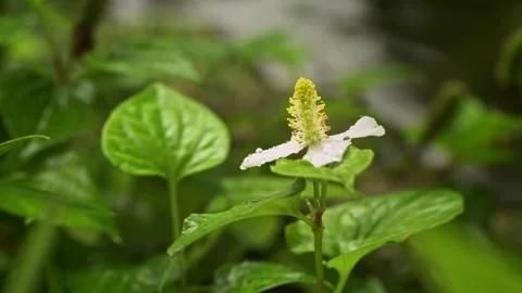White Fish Mint Flower with Dew Drops in a Lush Tropical Garden Stock Footage 340962217