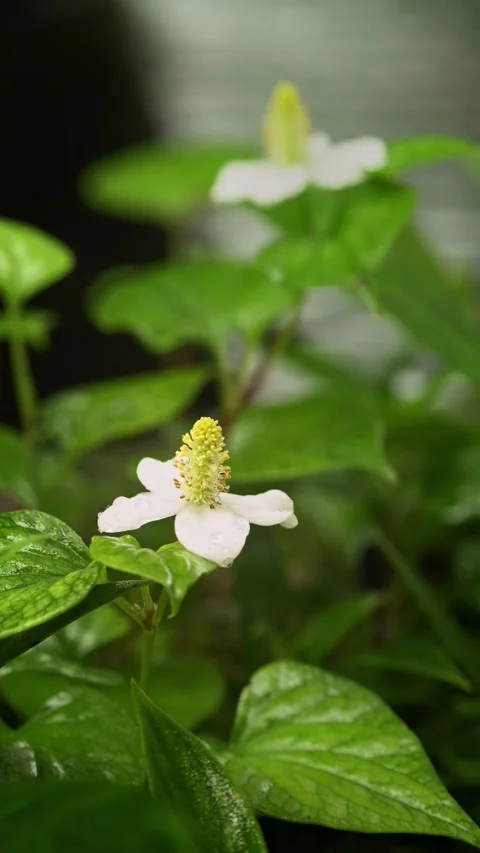 White Fish Mint Flower with Dew Drops and Flowing Water Background Stock Footage 340962221