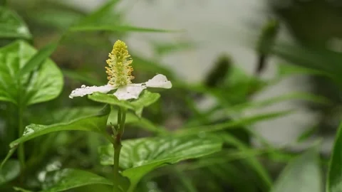 White Fish Mint Flower with Dew Drops and Flowing Water Background Stock Footage 340962236
