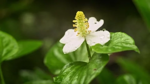 White Fish Mint Flower with Dew Drops in a Lush Tropical Garden Stock Footage 340962293