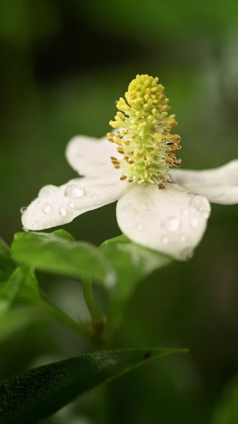 White Fish Mint Flower with Dew Drops in a Lush Tropical Garden Stock-Footage 340962387