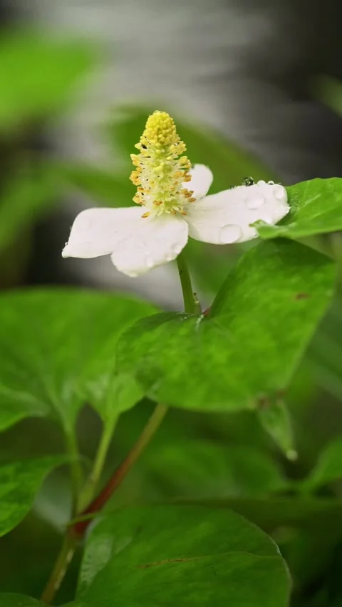 White Fish Mint Flower with Dew Drops and Flowing Water Background Stock-Footage 340962389