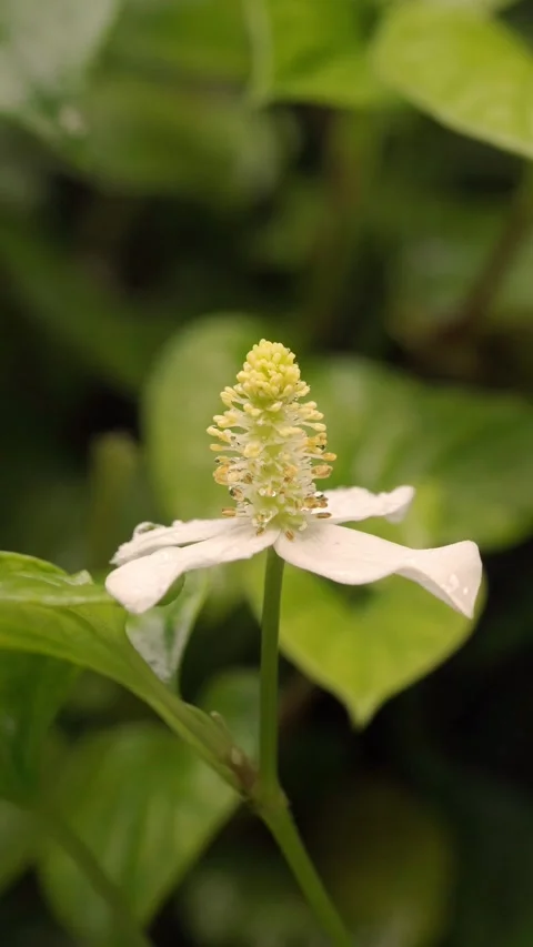 White Fish Mint Flower with Dew Drops in a Lush Tropical Garden Stock Footage 340962417