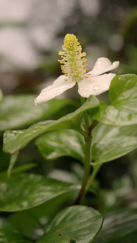 White Fish Mint Flower with Dew Drops and Flowing Water Background Stock Footage 340962418