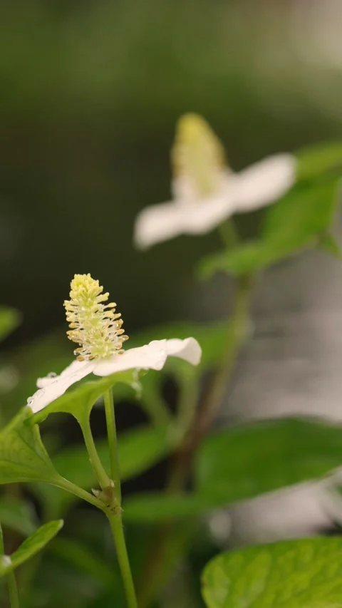 White Fish Mint Flower with Dew Drops and Flowing Water Background Stock Footage 340962470