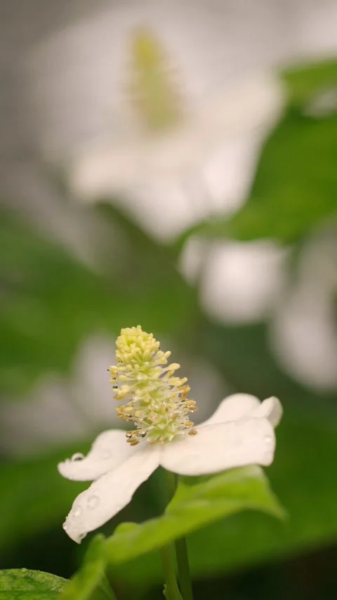 White Fish Mint Flower with Dew Drops and Flowing Water Background Stock Footage 340962501