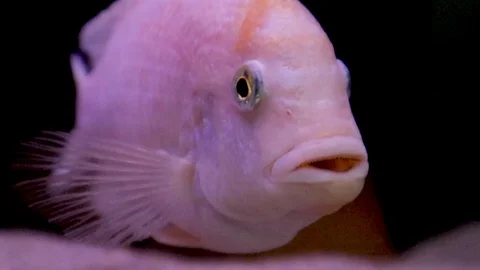 White fish swims Vídeo Stock 111223686