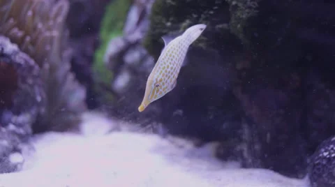 White fish with Yellow Dots Stock Footage 56332168