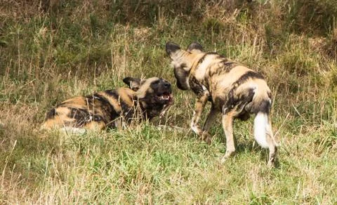 White flags Stock Photos