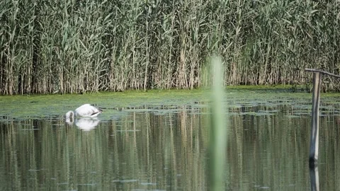 White Flamingo Dipping Head to Feed Slow Motion Video stock 344553613