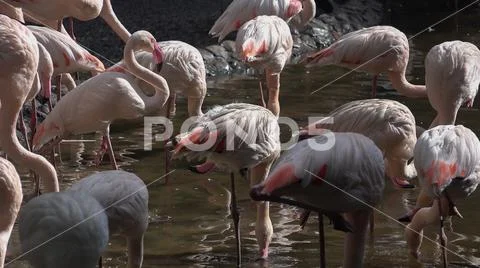 White flamingos close up standing in water pond Stock Photos