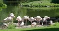 White flamingos group at lake border with green grass environment 4k or 4k+ Resolution