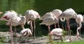 White flamingos group standing at lake border with green grass 4k or 4k+ Resolution