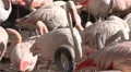 White flamingos horde very close up HD Footage