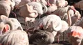 White flamingos horde very close up HD Footage