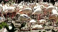 White Flamingos swarm close up HD Footage