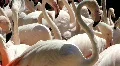 White Flamingos swarm very close up HD Footage