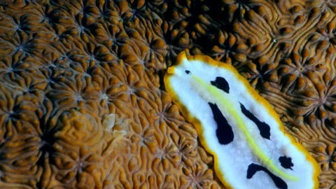 White flat worm with black spots and yellow line going over coral Video stock 112453718
