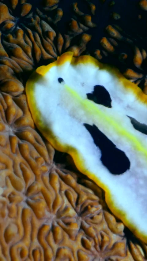 White flat worm with black spots and yellow line going over coral Stock Footage 228829557