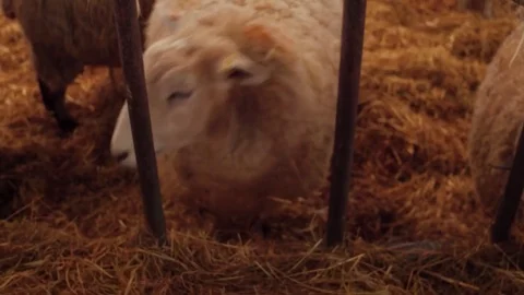 White fleece sheep eats hay Stock Footage 78248175