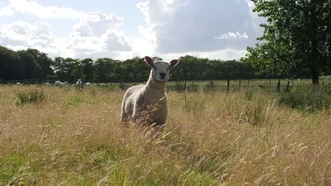 White fleeced sheep in long grass Stock-Footage 78391422