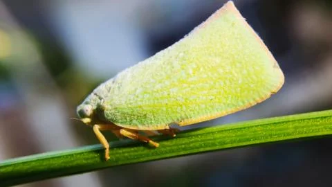 A white flies Stock Photos
