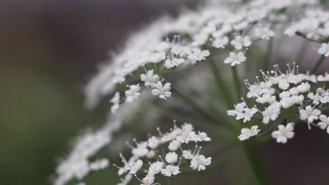 White floewrs shaking on wind 스톡 동영상 151089146