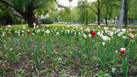 White floowers meadow Stock Footage 245222998