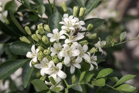 White floral cluster with tiny bee on leafy green branch. Stock Photos