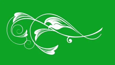 White floral scroll ornament animation with growing vines on green screen chroma Stock Footage 332888620