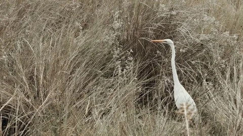 A White Florida Egret in the Field Video stock 70772947