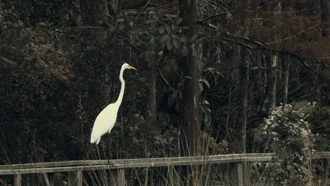 A White Florida Egret Video stock 70554384