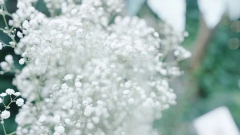 White flover as wedding decorations Stock Footage 90975105