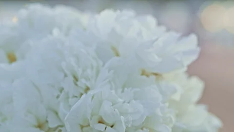 White flover as wedding decorations Stock Footage 90976265