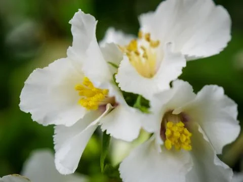 White Flower 1 Stock Photos
