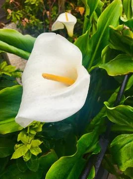 White flower-3 Stock Photos