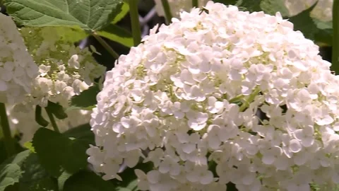 White flower 3952 Video stock 143880476