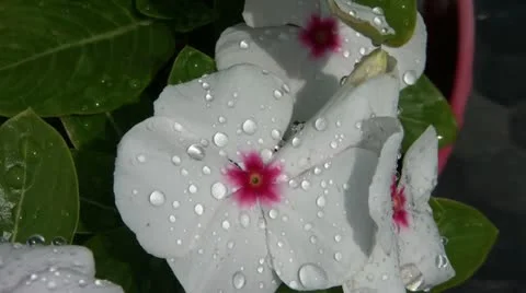 White Flower After Rain Video stock 12616409