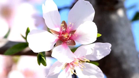 White flower of an almond tree Stock Footage 86307332