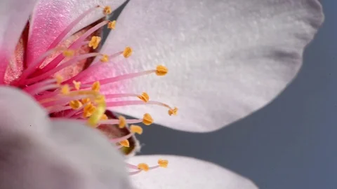 White flower of an almond tree Video stock 86307416