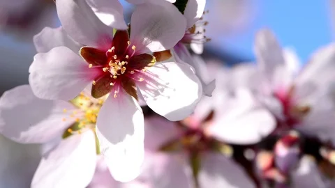 White flower of an almond tree Stock Footage 86307467