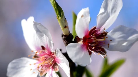 White flower of an almond tree Video stock 86307492