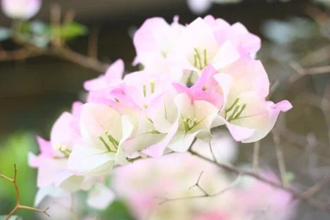 A white flower and blur background Stock Photos