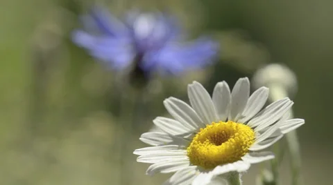 White flower and cornflower on background Stock Footage 34280472