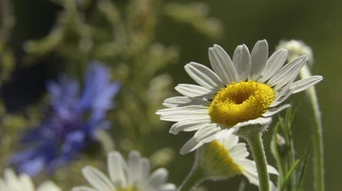 White flower and cornflower on background Stock Footage 34280692