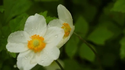 White flower and grass in the rain. Stock Footage 76493763