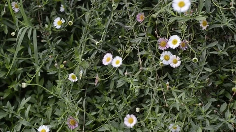 White flower and green texture. Stock Footage 82410177
