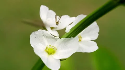 White Flower And Insects Stock Footage 11134070