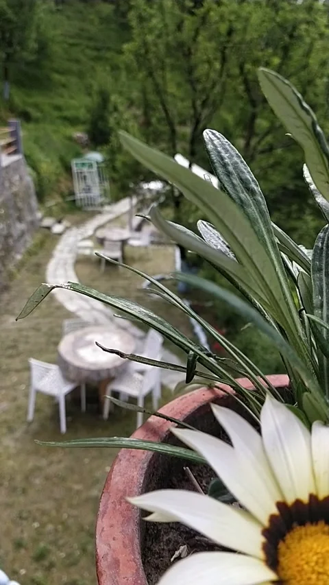 White flower and table Vidéo 240933793